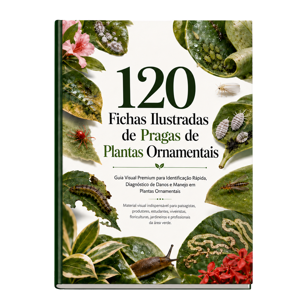 Mockup do Plano Básico